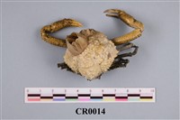 藏品(鯊皮蟹)的圖片